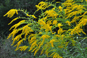 Solidago canadensis blooms in nature