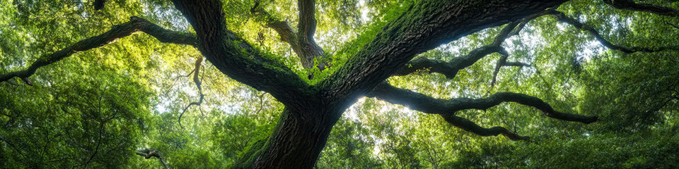 Low-Angle View of Large Tree Canopy and Trunk