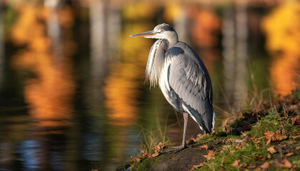 Fototapeta premium Craft an artwork of a heron standing gracefully by a pond, with autumn trees reflecting in the water.