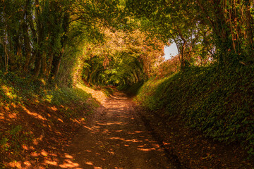 Halnaker Tunnel of Trees in the autumn, West Sussex, UK