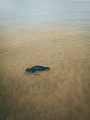A seal basking in the English North Sea
