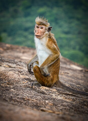 Obraz premium Tonque macaque sitting on a rock, Sri Lanka. The toque macaque Macaca sinica is a reddish-brown-coloured Old World monkey endemic to Sri Lanka 