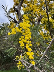 Mimosa branch