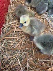 A group of young goslings explore their straw-filled habitat. The fluffy chicks exhibit curiosity and playfulness as they interact in the warm morning light