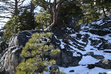 Obraz premium winter