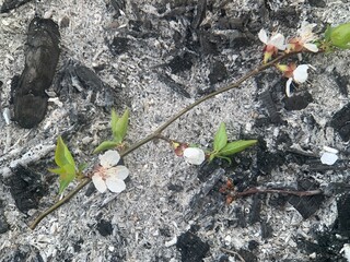 A delicate branch adorned with white blossoms and fresh green leaves emerges from dark ashes, showcasing nature's resilience in the aftermath of a fire, indicating new life and recovery