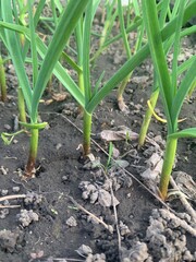 Fresh green garlic shoots emerge from the earth in a garden, showcasing their vibrant green color against the dark, moist soil during late spring