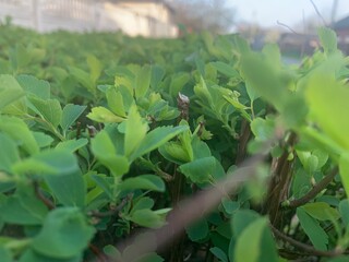 Small, fresh green leaves flourish in sunlight, showcasing their vivid color. The lush garden...