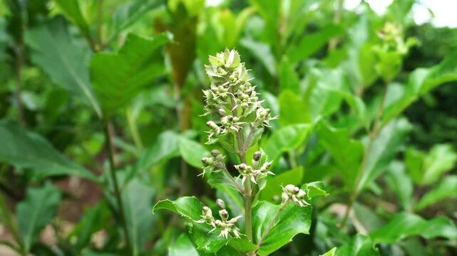 Dense clusters of Rotheca serrata flower buds with greenish-purple color on tall stalks surrounded by lush green leaves captured in a closeup video