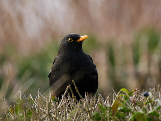 Common blackbird (Turdus merula)