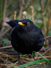 Common blackbird (Turdus merula)
