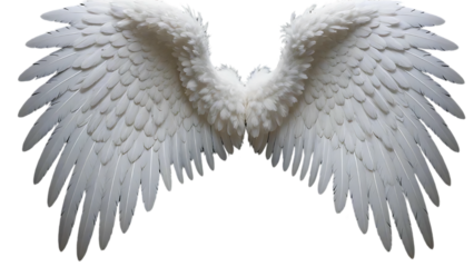 White feather angel wings isolated on transparent background