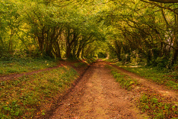 Halnaker Tunnel of Trees in the autumn, West Sussex, UK