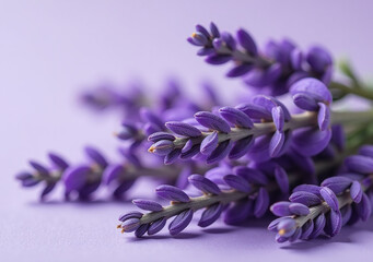 soft lavender fragrance fills air calming scent fresh dried purple