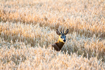 Rehbock im Getreide