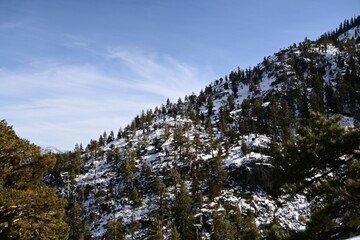 pine trees and blue sky