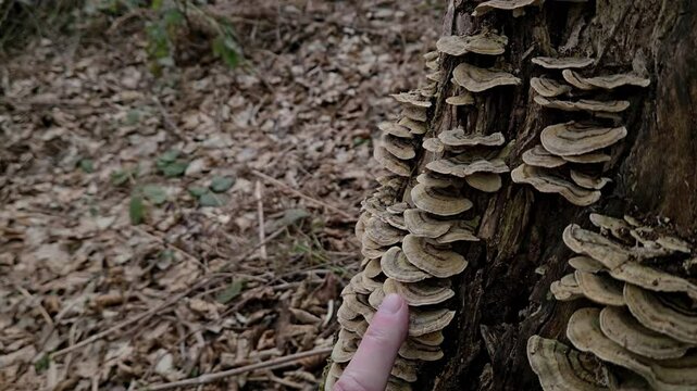 Turkey Tail on a old stump, pharmaceutical mushroom (Coriolus versicolor) - (4K)