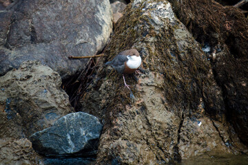 out in nature - white-throated dipper,cinclus cinclus, sitting on a stone in a mountain stream, at the courtship season of this birds
