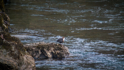 out in nature - white-throated dipper,cinclus cinclus, sitting on a stone in a mountain stream, at the courtship season of this birds