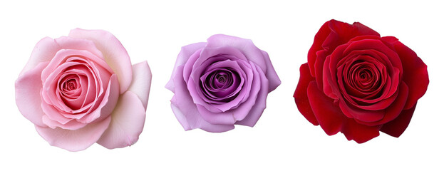 Three Elegant Rose Flowers Red, Pink, and Purple Blooms on Transparent Background
