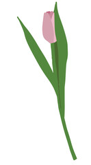 Hand drawn pink tulip. Start spring symbol. Tender blossom with green fresh juicy leaves.