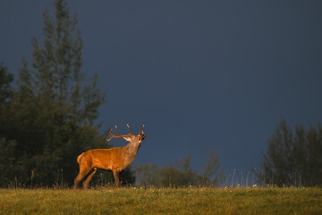 A red deer stands on a field illuminated by the sun against a blue sky

