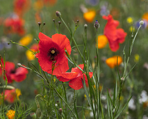 Obraz premium Red poppies on a green meadow