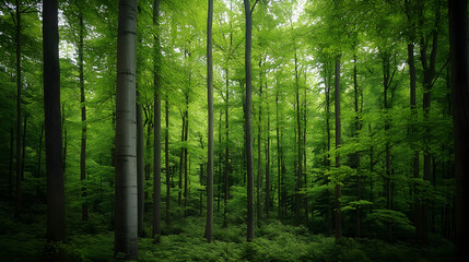 Fototapeta premium Dense forest canopy with overlapping green leaves forming a peaceful and refreshing nature scene