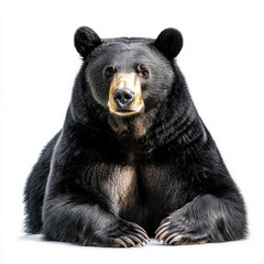Fototapeta premium Black Bear Isolated