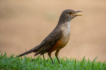 Ein freigestellter Töpfervogel in der Seitenansicht auf einer Wiese