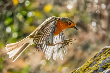  Un pettirosso (Erithacus rubecula) in volo si prepara ad atterrare su una pietra ricoperta di...