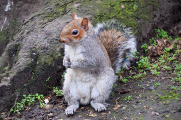 A male grey squirrel in a park