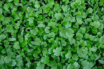 Close-up of fresh cilantro leaves.A close-up photo of a bunch of fresh cilantro leaves. The cilantro is bright green and has delicate, fern-like leaves. The leaves are bundled together at the base