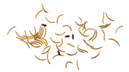 Dried edible mealworms and beetle flying isolated on white background. Larvae of Tenebrio molitor as protein ingredients of food.
