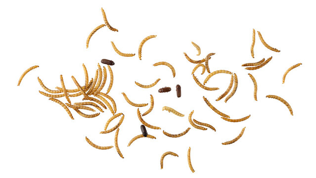 Dried edible mealworms and beetle flying isolated on white background. Larvae of Tenebrio molitor as protein ingredients of food.
