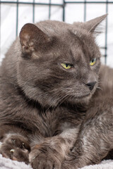A gray cat with striking yellow eyes is comfortably laying in its cage
