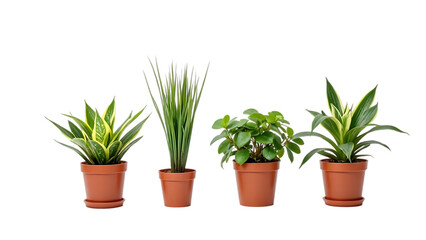 potted plants with varied greenery sit in terracotta pots implying nature concept in eco home