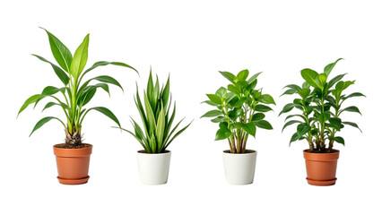 potted plants with varied greenery sit in terracotta pots implying nature concept in eco home