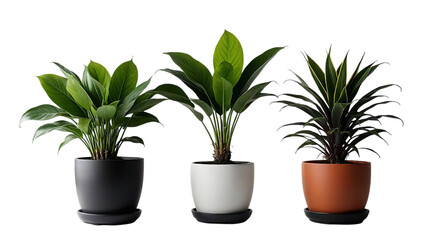 potted plants with varied greenery sit in terracotta pots implying nature concept in eco home