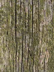 Close-up of an aged wooden surface covered with green moss and vertical cracks
