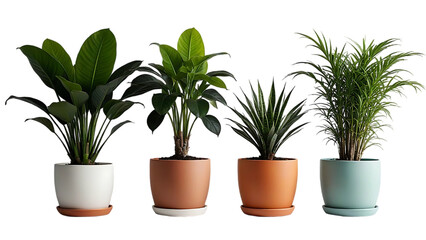 potted plants with varied greenery sit in terracotta pots implying nature concept in eco home