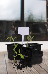 growing seedlings at home in spring