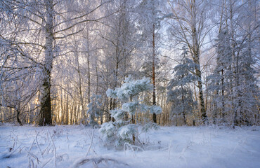 A small pine tree covered with snow against the background of a bright dawn in a winter forest
