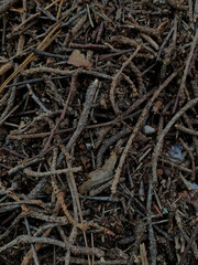 Close-up of anthill texture with natural debris