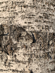 Birch tree bark with cracked, peeling texture and natural black-and-white patterns