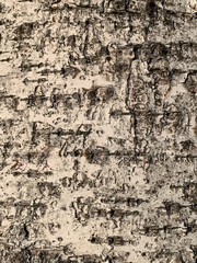 Close-up of birch bark texture with detailed cracks, peeling layers, and organic weathering