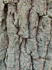 Tree bark with a rough texture covered in dense green moss