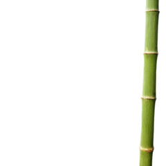 Obraz premium Bamboo stick isolated on transparent background