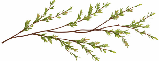 Spring branch, green leaves, white background, nature design