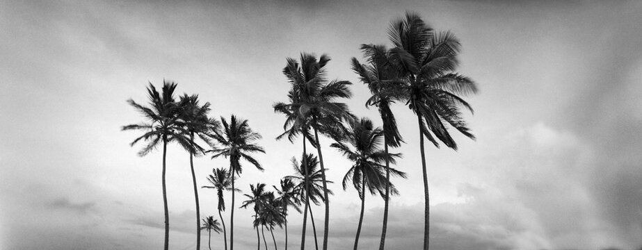 Low angle view of palm trees, Santa Maria Del Mar Beach, Havana, Cuba, Central America.